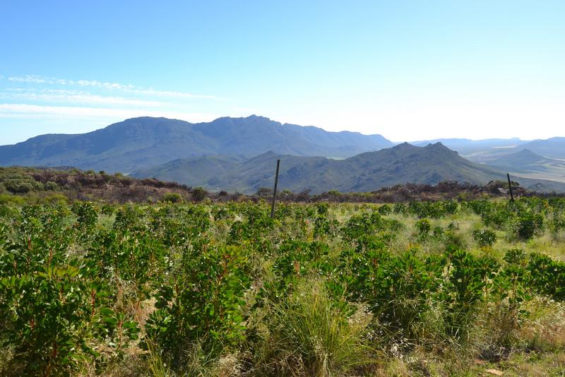 0 Bedroom Property for Sale in Piketberg Rural Western Cape